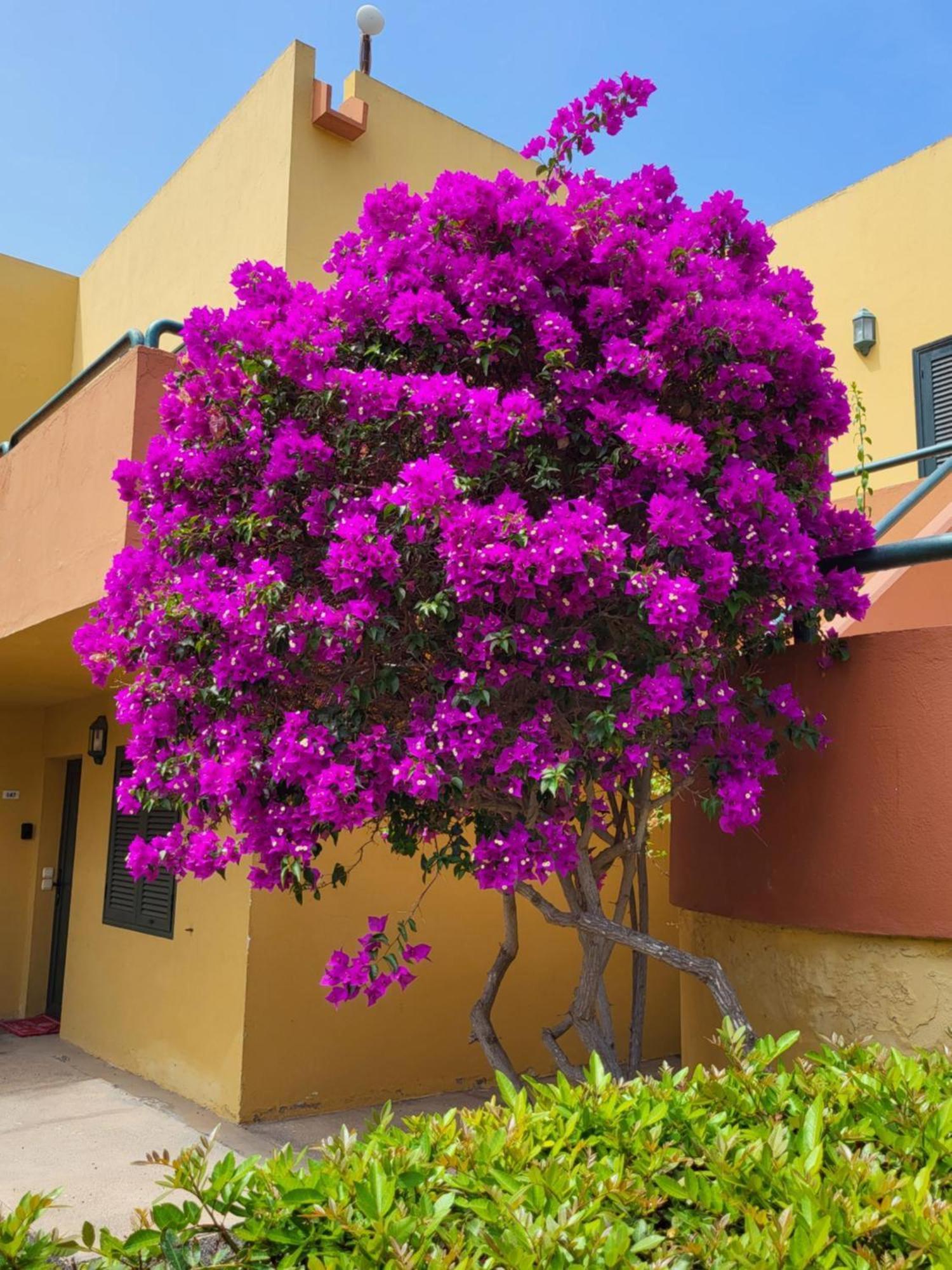 Casa Del Caballero คอร์ราเลโฮ ภายนอก รูปภาพ